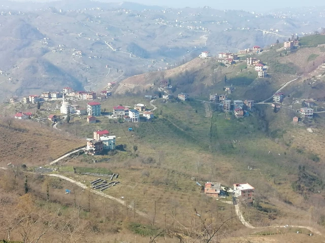 Araklı Çamlıca Dul Köyü