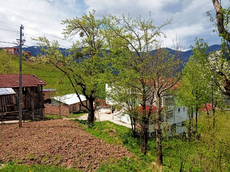 Araklı Köprüüstü Ayven Mahallesi