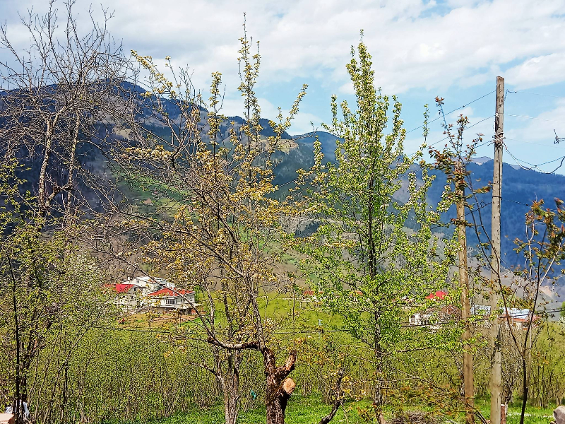 Araklı Köprüüstü Ayven Mahallesi