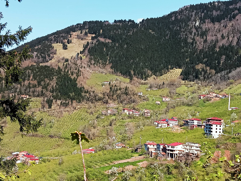 Araklı Köprüüstü Ayven Mahallesi