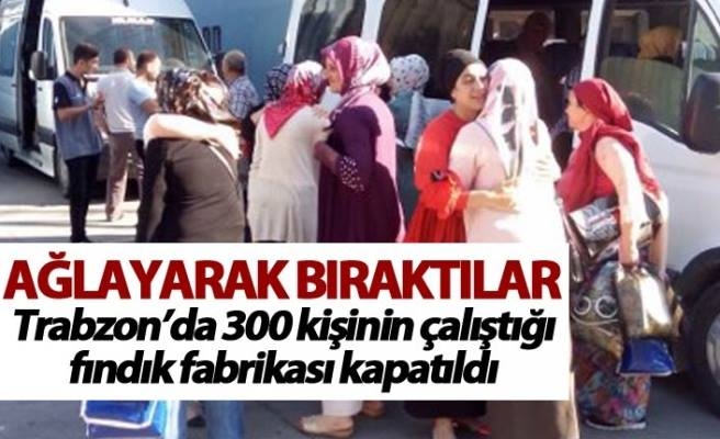 Trabzon'da Şok Fındık Fabrikası Kapatıldı