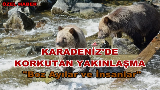 Boz Ayılar ve İnsanlar: Karadeniz'de yakınlaşan iki popülasyon