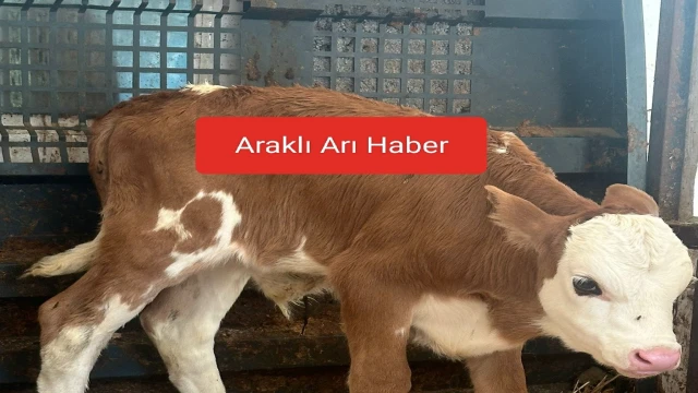 Araklı'da ALLAH ne Güzellikler Yaratmış