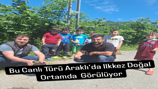 Araklı'da Bu Canlı Türüne Doğal Ortamda ilk kez Rastlandı