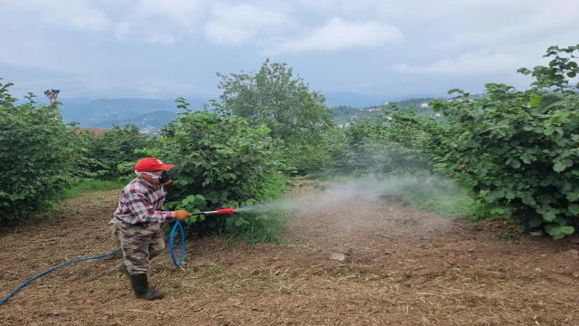 Araklı'da Mücadele Tüm Hızıyla Devam Ediyor