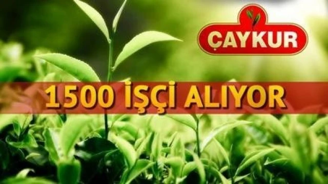 Çaykur 1500 Kişi Alacak