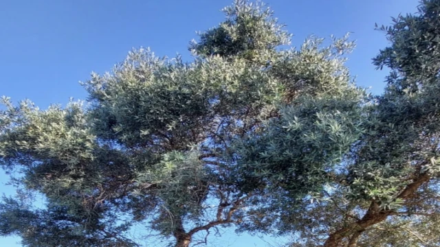 Araklı'daki İkinci Tarihi Zeytin Ağacı Bulundu.
