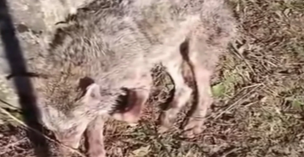 Sürmene'de Kurt Saldırısı