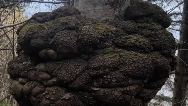 Araklı'da Ormanın kalbindeki ağaç yumrusu görenleri hayrete düşürdü