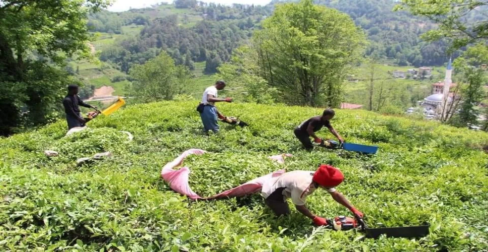 Yaş Çay Fiyatı Belli Oldu