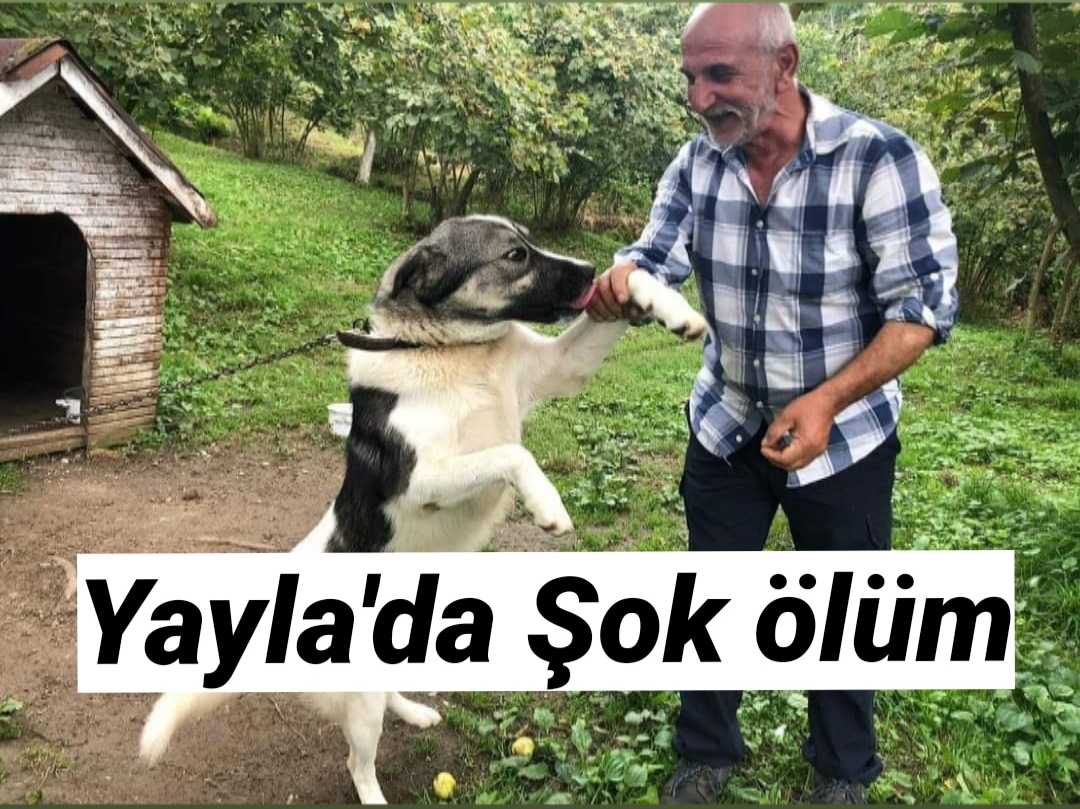 Araklı Guguda Yaylasında Şok Ölüm