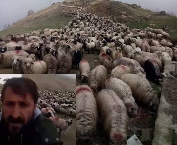 Araklı'da Çobanların Yayla Yolu Tepkisi