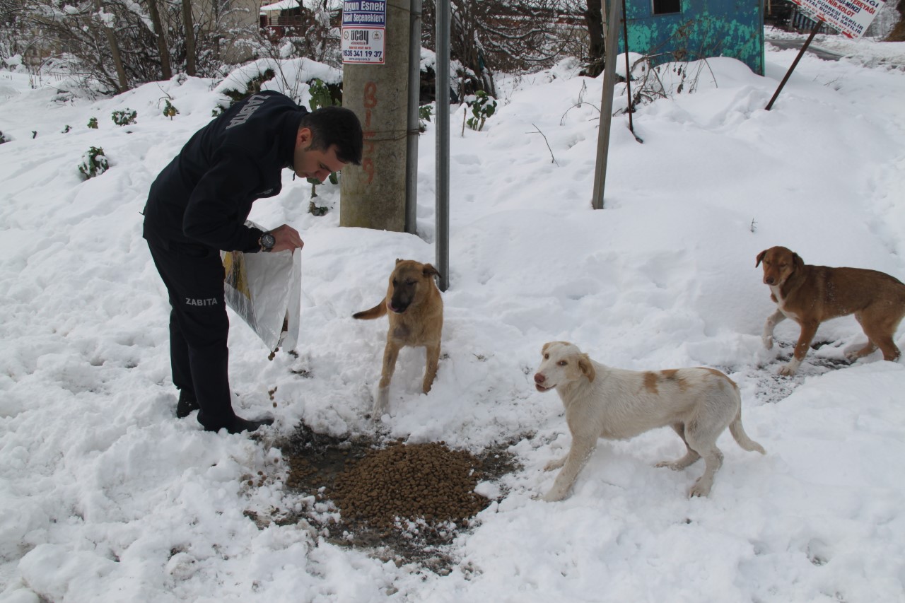 Araklı'da Sokak Hayvanları Unutulmadı