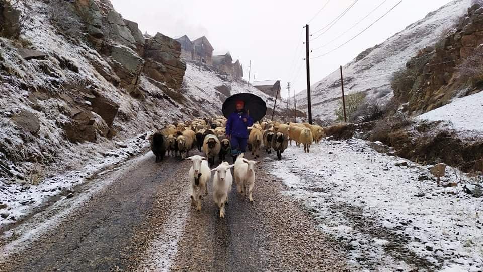 Araklı'da Yaylacılar Kar Yağışı ile Dönüşe Geçti