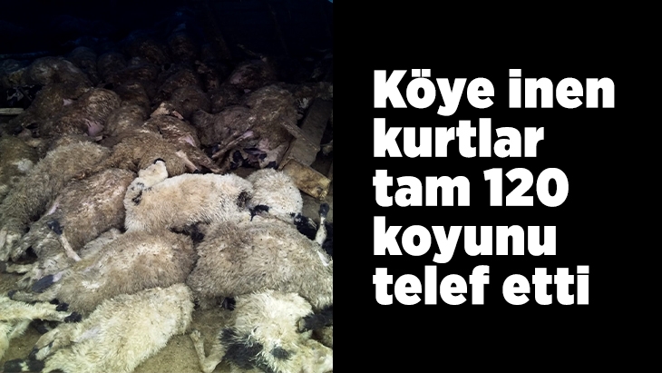 Köye inen kurtlar 120 koyunu telef etti