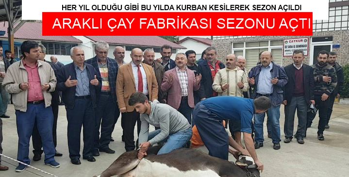 Araklı Çay Fabrikası Sezonu Açtı