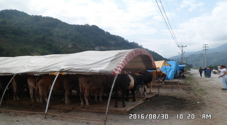 Araklı Hayvan Pazarı İlçe Dışına Taşındı