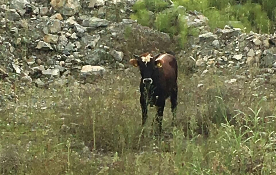 Araklı\'da Boğa Dehşeti