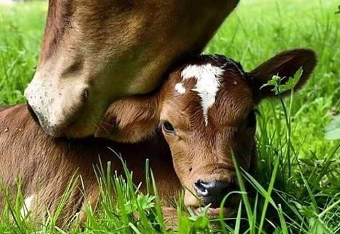 Araklı’da Hayvancılığa Büyük Darbe