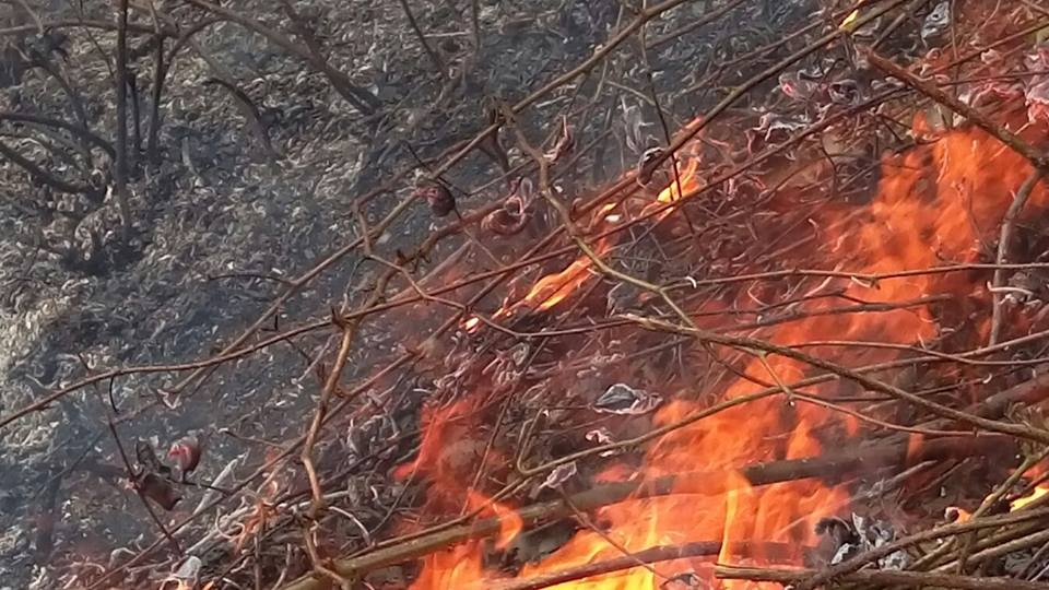 Araklı\'da Orman Yangını Korkuttu