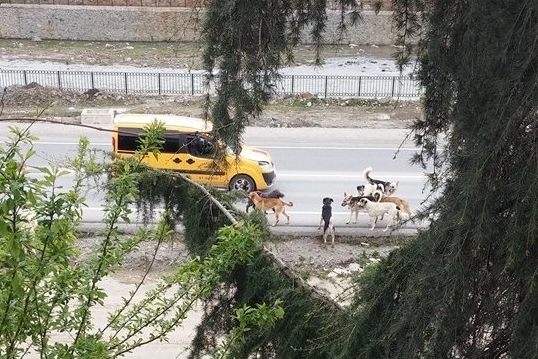 Araklı\'da Sokak Hayvanları Bunu\'da Yaptı Video Haber