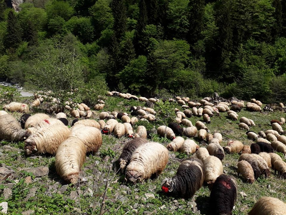 Araklı\'da Yayla Göçleri Başladı