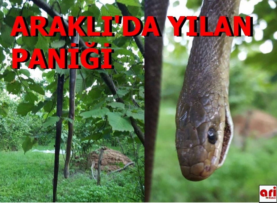 Araklı\'da Yılan Paniği