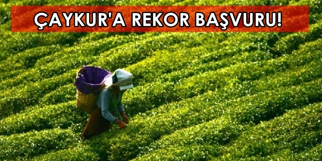 ÇAYKUR\'a rekor başvuru!