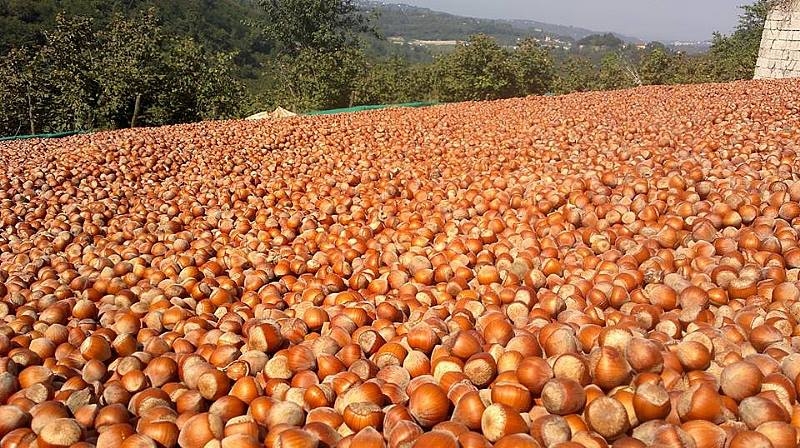 Fındık Böyle Fiyat Görmedi