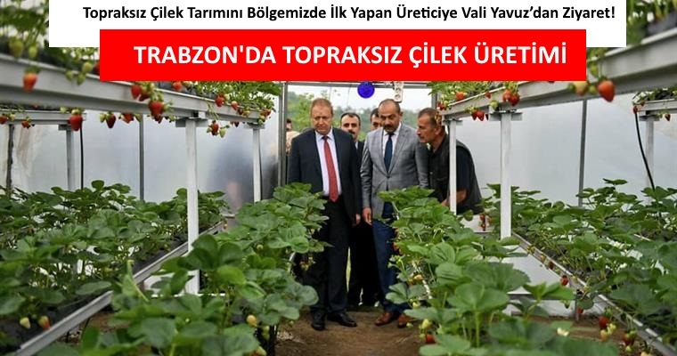 Vali Vakfıkebir\'de Çilek Hasadı Yaptı