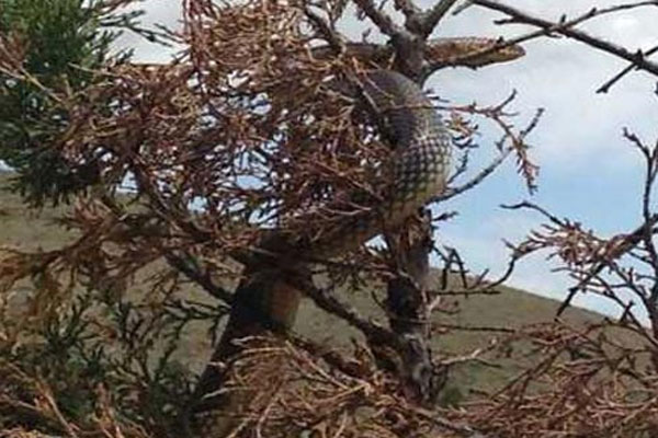 Karadeniz Bölgesinde böyle yılan Daha Görülmedi