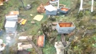 Araklı'da Ayı Dehşeti