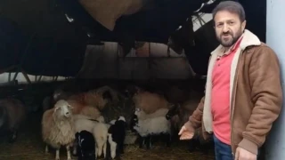 Araklı'da İlginç Görüntüler