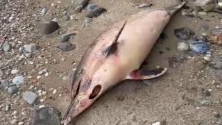 Araklı'da Yunus Balıkları Neden Ölüyor