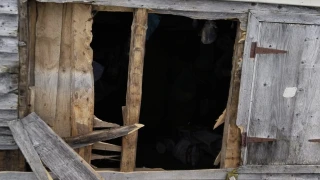 Ayılar Araklı Yaylalarını Mesken Tuttu