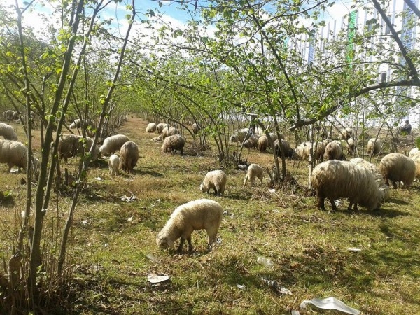 Araklı Nisan 2014 - Resim 4