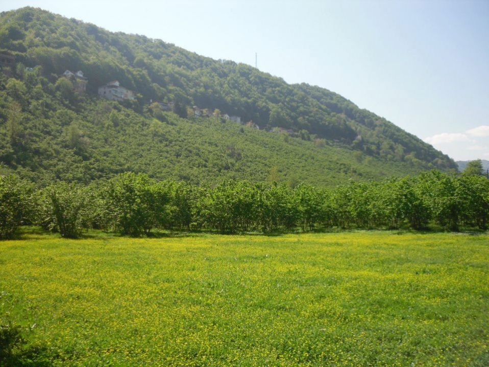 Araklı Resimleri - Resim 10