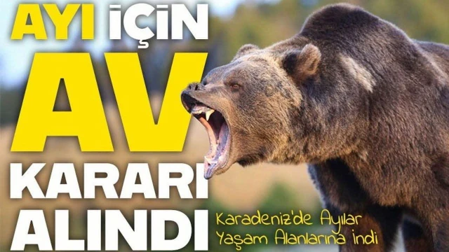Sürmene'de Ayı Sürek Avı Yapılacak