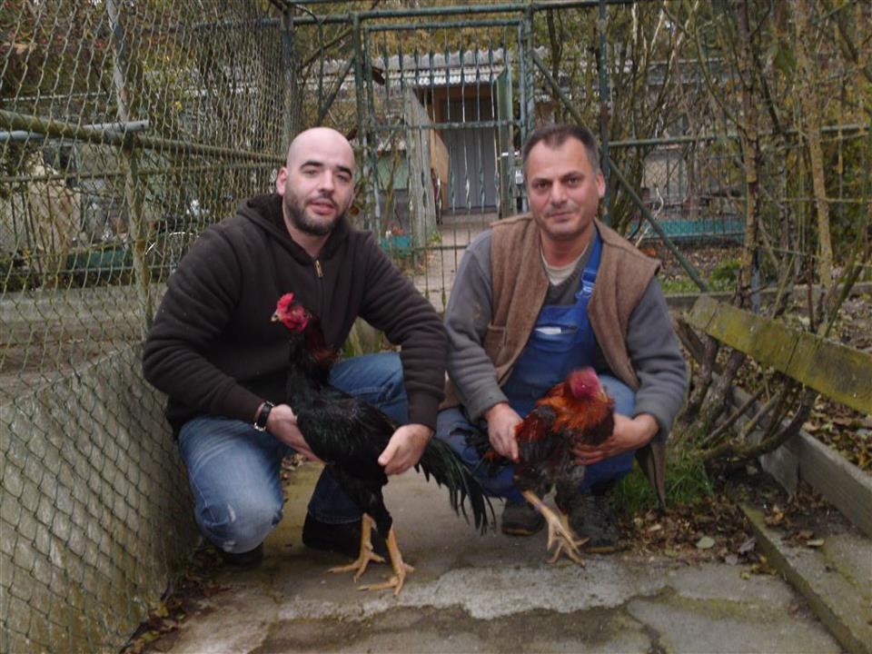 ALMANYA’NIN EN GÜZEL HİNT HOROZU BİR TRABZON'LUNUN