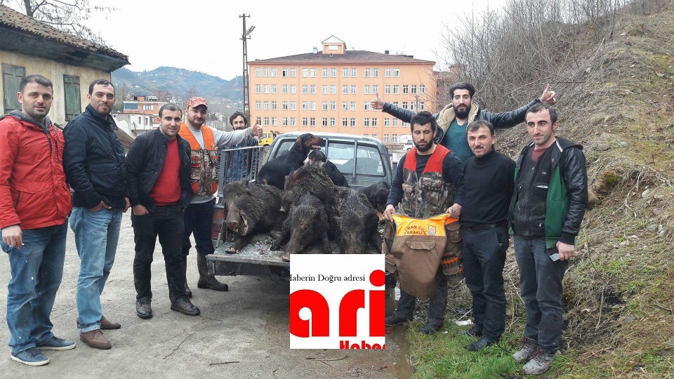 Araklı Merkez'de Domuz Paniği