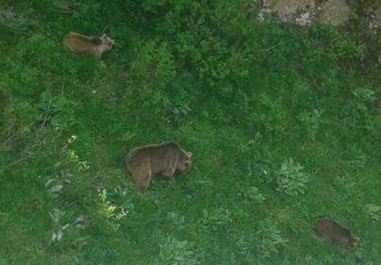 Araklı'da Ayı Dehşeti