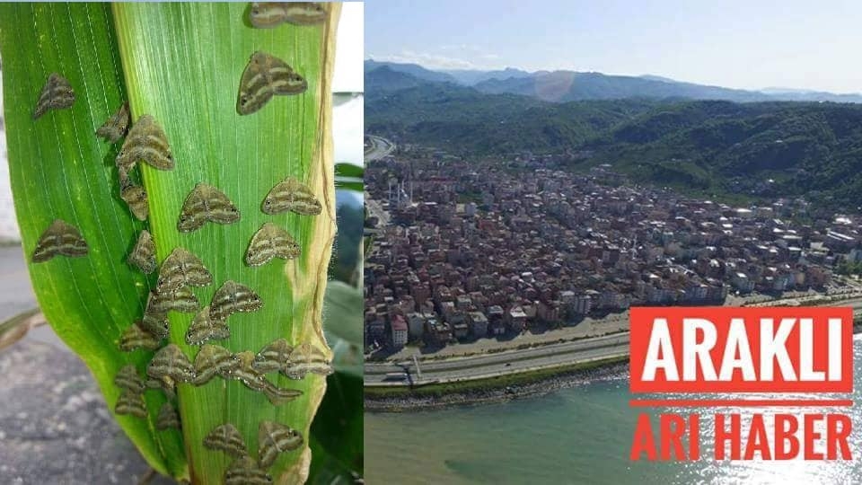 Araklı'da Her Yerdeler Tarım Ürünlerine Büyük Zararları Var