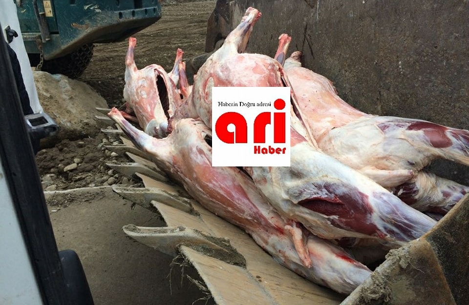 Araklı'da Kaçak Et Operasyonu