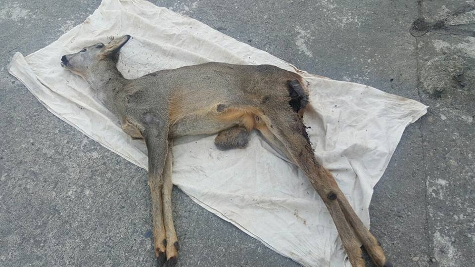 Araklıda Vicdansızlar Bunu'da Yaptı
