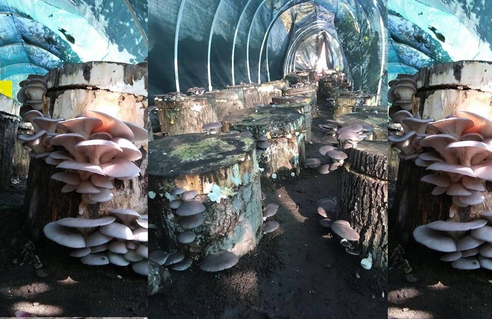 Araklı'da Yetiştirilmeye Başlandı Faydaları Saymakla Bitmiyor